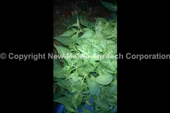 buy online organic certified virucide control chilli leaf curl virus